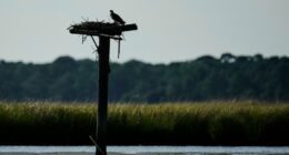 Osprey came back from the brink once. Now chicks are dying in nests, and some blame overfishing
