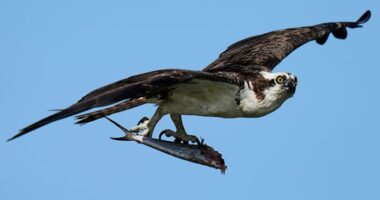 Osprey came back from the brink once. Now chicks are dying in nests, and some blame overfishing