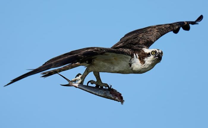 Osprey came back from the brink once. Now chicks are dying in nests, and some blame overfishing