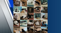 Over 100 cats removed from Palm Coast woman’s home. Here’s how the city plans to get them adopted