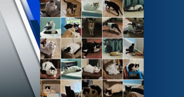 Over 100 cats removed from Palm Coast woman’s home. Here’s how the city plans to get them adopted