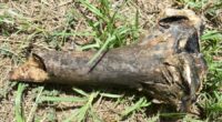 RCSO identifies suspicious bone as non-human thanks to recent Augusta University grad