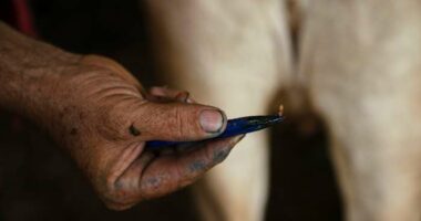 Ranchers in southern Mexico are struggling against a flesh-eating parasite infecting livestock