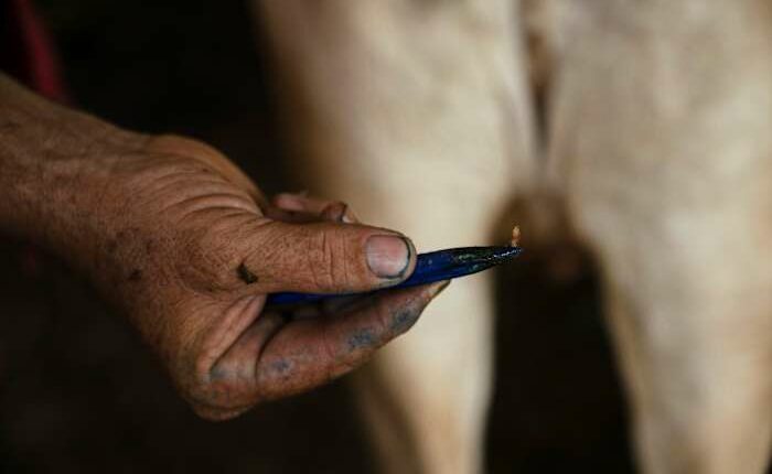 Ranchers in southern Mexico are struggling against a flesh-eating parasite infecting livestock