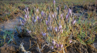 Rare desert wetlands wildflower subject of lawsuit against federal government