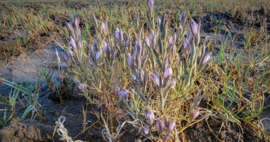 Rare desert wetlands wildflower subject of lawsuit against federal government
