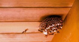Report says radioactive wasp nest was found near South Carolina nuclear facility