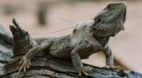 Dragons were fitted with temperature and movement trackers. Picture: Supplied