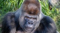 San Francisco Zoo welcoming silverback gorilla Cecil