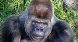 San Francisco Zoo welcoming silverback gorilla Cecil