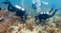 Scientists boost Miami reefs with crossbred corals