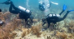 Scientists boost Miami reefs with crossbred corals