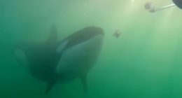 Scientists puzzled as orcas seen giving gifts to humans in random acts of 'kindness' around the world