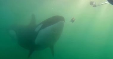 Scientists puzzled as orcas seen giving gifts to humans in random acts of 'kindness' around the world