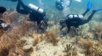 Scientists transplant crossbred corals to help save Miami's reefs from climate change