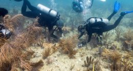 Scientists transplant crossbred corals to help save Miami's reefs from climate change