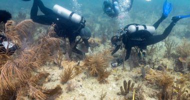 Scientists transplant crossbred corals to help save Miami's reefs from climate change