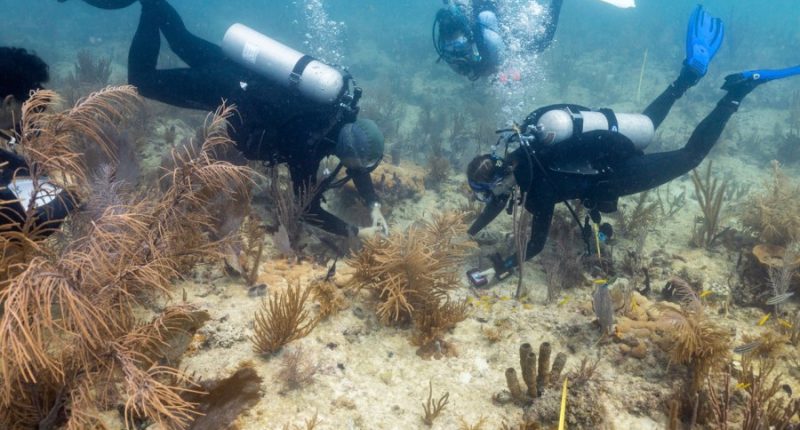 Scientists transplant crossbred corals to help save Miami's reefs from climate change