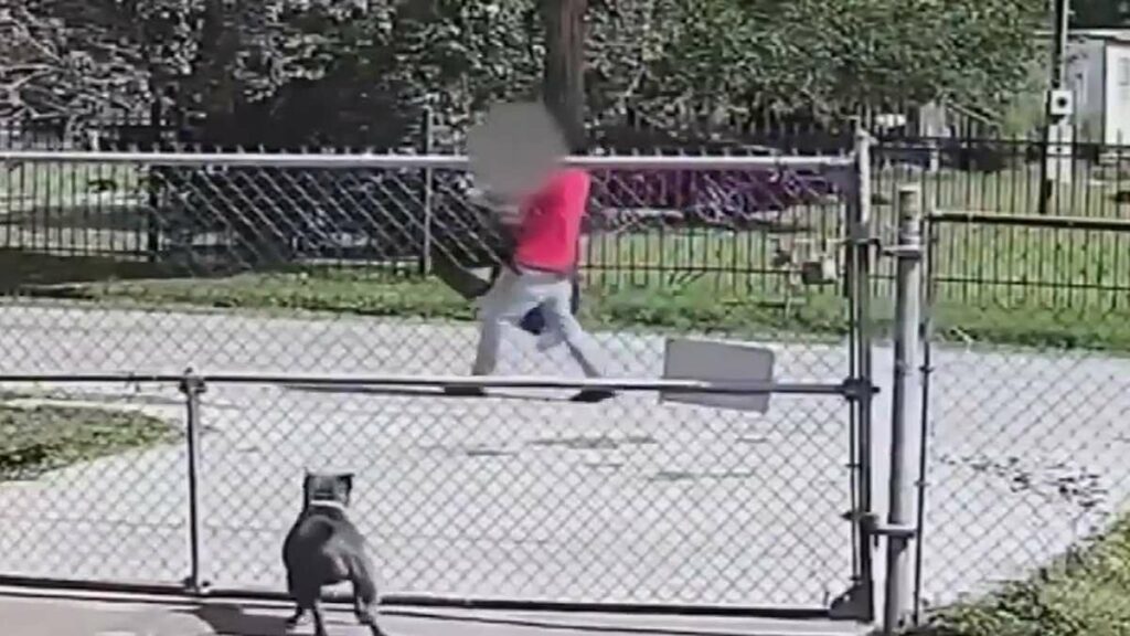 Screaming sex-trafficking victim is dragged back to captivity after attempting to flee from illegal migrant