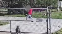 Screaming sex-trafficking victim is dragged back to captivity after attempting to flee from illegal migrant