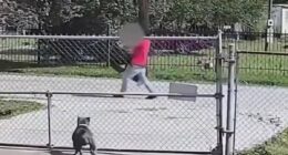 Screaming sex-trafficking victim is dragged back to captivity after attempting to flee from illegal migrant