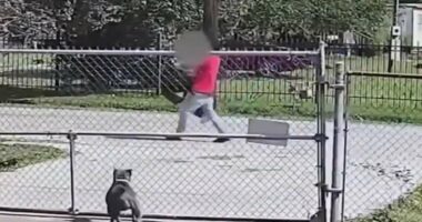 Screaming sex-trafficking victim is dragged back to captivity after attempting to flee from illegal migrant
