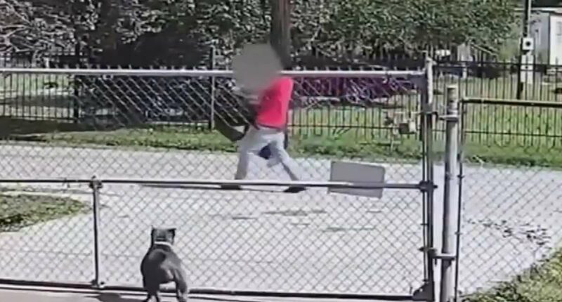 Screaming sex-trafficking victim is dragged back to captivity after attempting to flee from illegal migrant