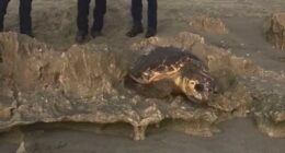 Sea turtle rescued in Martin County, Florida