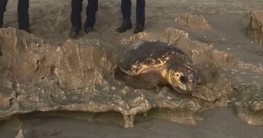 Sea turtle rescued in Martin County, Florida