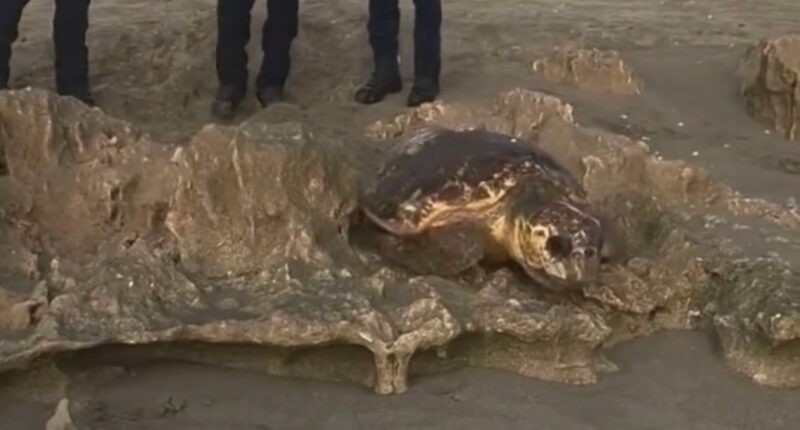 Sea turtle rescued in Martin County, Florida