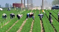 Some GOP members want protections for undocumented farm workers