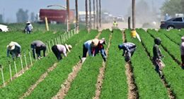 Some GOP members want protections for undocumented farm workers