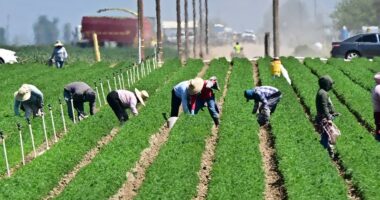 Some GOP members want protections for undocumented farm workers