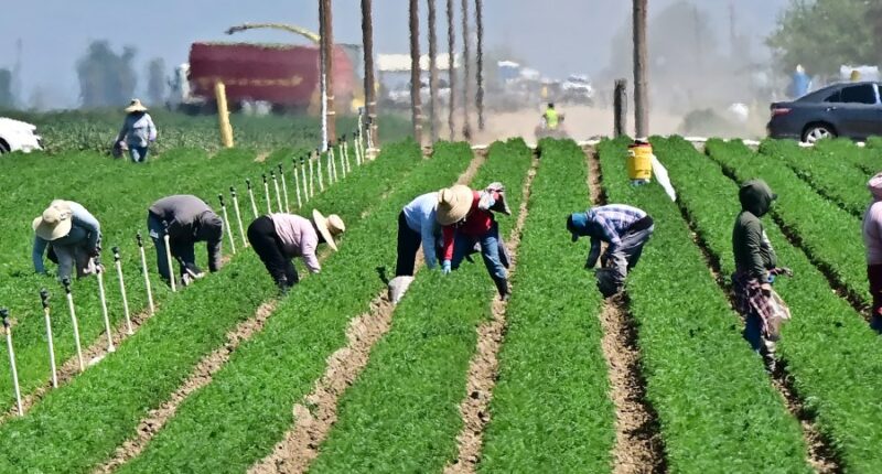 Some GOP members want protections for undocumented farm workers