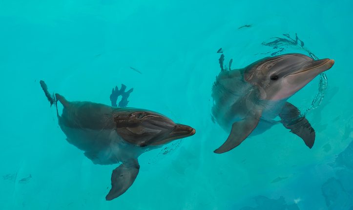 TIMSC to host a dolphin evening with experts