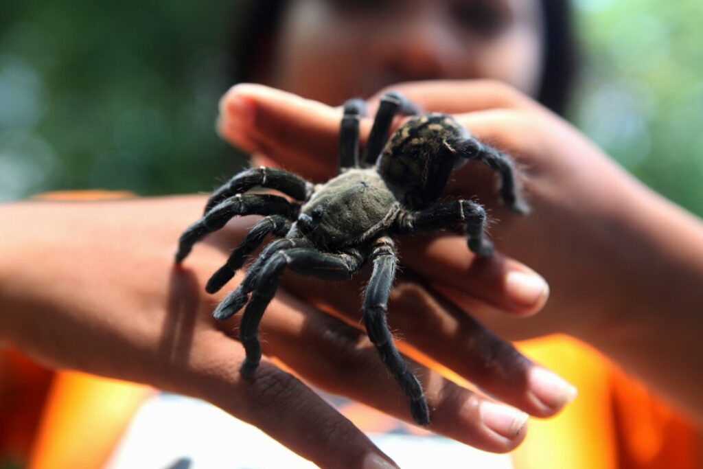 Tarantula mating season has begun: What to know