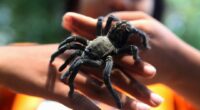 Tarantula mating season has begun: What to know