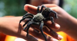 Tarantula mating season has begun: What to know