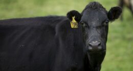 Texas Now the 7th State to Ban Lab-Grown Meat