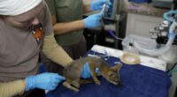 Texas flooding: Wildlife rescue shelter takes in more than 200 animals