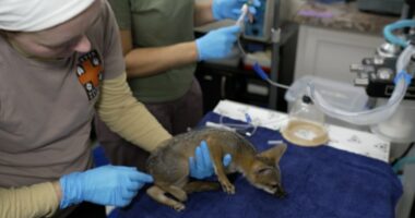 Texas flooding: Wildlife rescue shelter takes in more than 200 animals