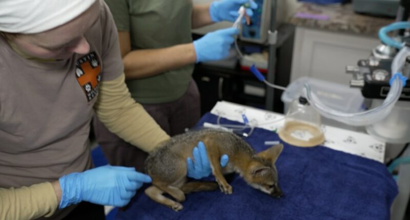 Texas flooding: Wildlife rescue shelter takes in more than 200 animals