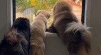 The video of three dogs landed the Australian business owner in trouble.