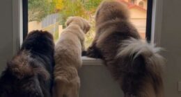 The video of three dogs landed the Australian business owner in trouble.
