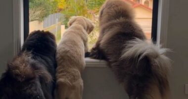 The video of three dogs landed the Australian business owner in trouble.