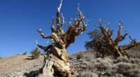 The tree in California that's older than the Egyptian pyramids