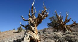 The tree in California that's older than the Egyptian pyramids