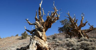 The tree in California that's older than the Egyptian pyramids