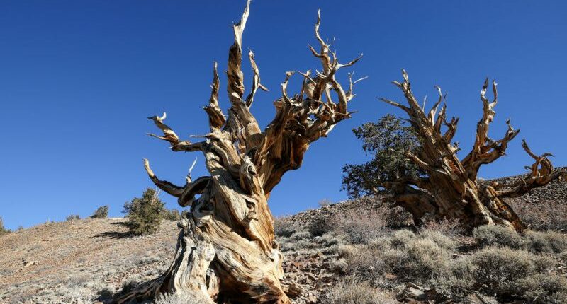 The tree in California that's older than the Egyptian pyramids
