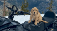 Bear Valley Avalanche Rescue Dog